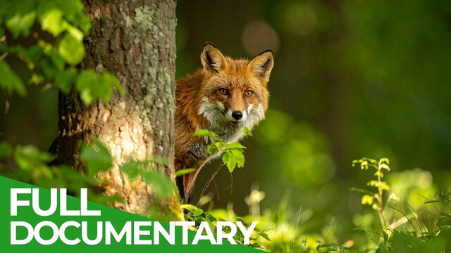 Forests of Our World: Where Wildlife and Wilderness Thrive poster
