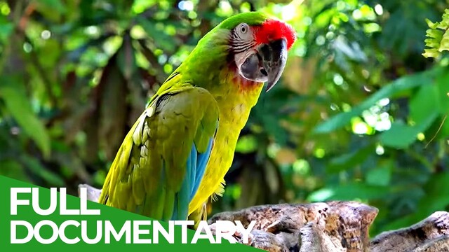Our Nature: Symphony of Life poster
