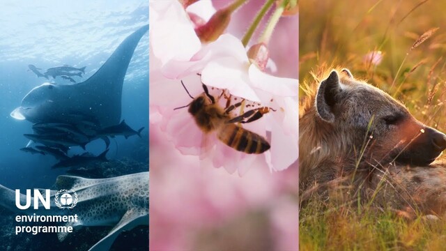 UNEP: Why biodiversity matters more than you think poster