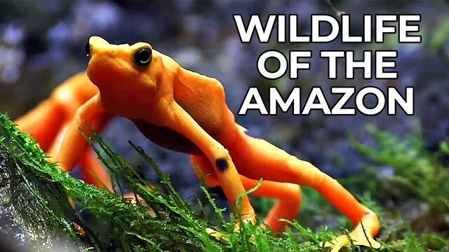 World of the Wild: The Amazon Rainforest  poster