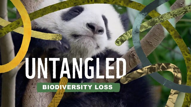 WWF: Untangled: Biodiversity Loss poster